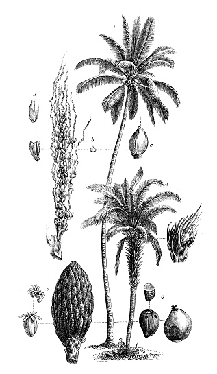 Botany plants antique engraving illustration: Coconut tree (Cocos nucifera) and Elaeis guineensis (African oil palm, macaw-fat)