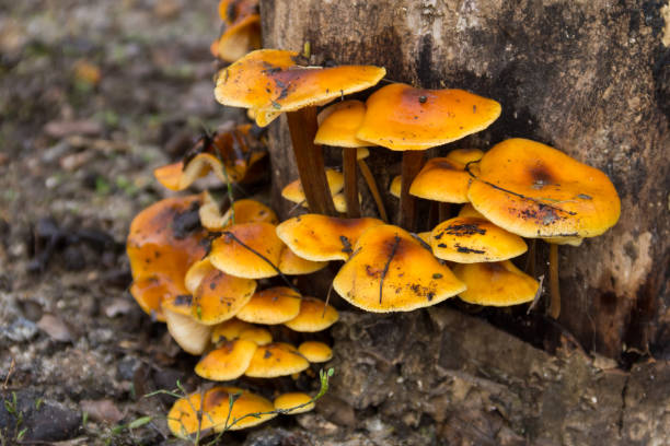 hongo de miel sobre un tronco en el bosque - honey agaric fotografías e imágenes de stock