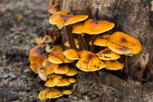 Photo of Honey fungus growing on a stump in the forest