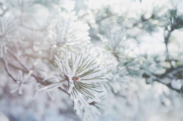 istock Pine tree twigs in snow, winter background 893443894