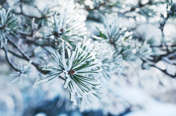 istock Pine tree twigs in snow, winter background 893444078