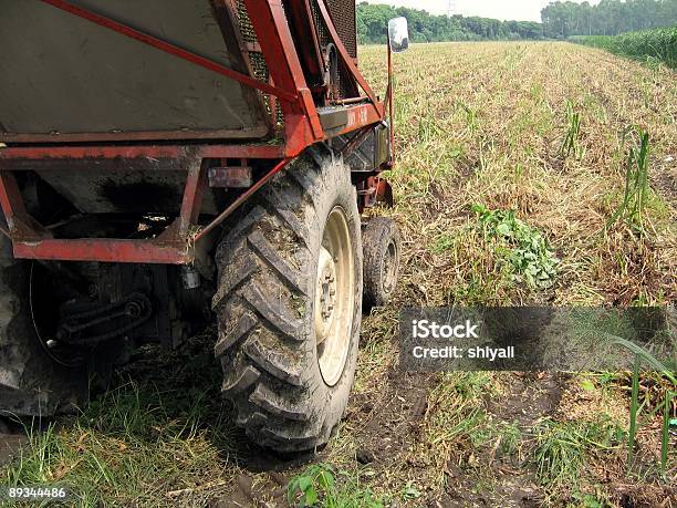 Geerntet Zuckerrohrfeld Stockfoto und mehr Bilder von Agrarbetrieb - Agrarbetrieb, Erdreich, Ernten