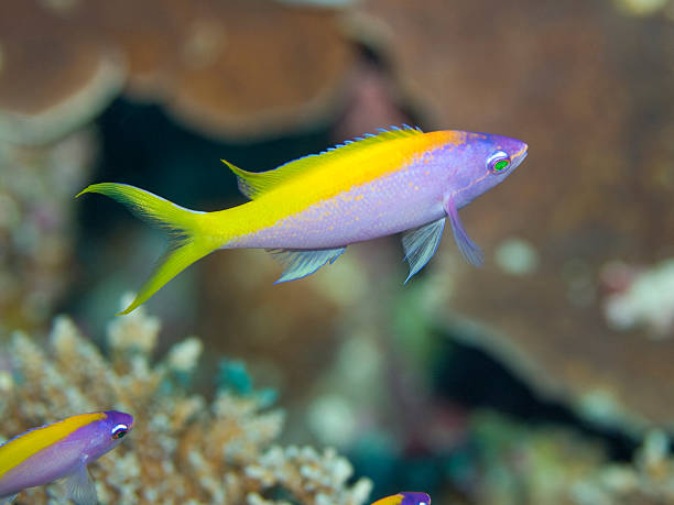 anthias jaune - beach coral close up water photos et images de collection