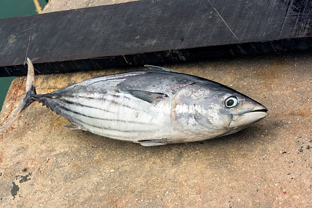 Tuna fish  maldives fish market photos stock pictures, royalty-free photos & images