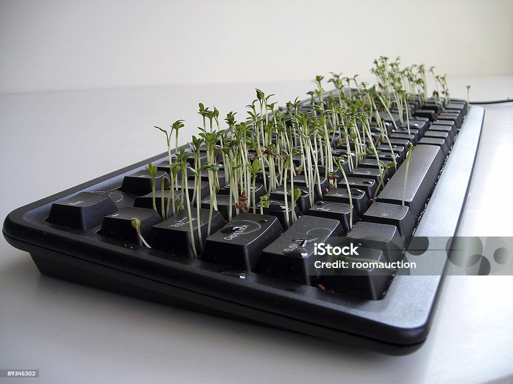 Bittercress una ubicación excelente en un teclado, toma 1 - Foto de stock de Agua libre de derechos