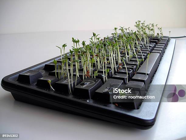 Bittercress Planted На Клавиатуру Снимок 1 — стоковые фотографии и другие картинки Cardamine - Cardamine, Без людей, В помещении