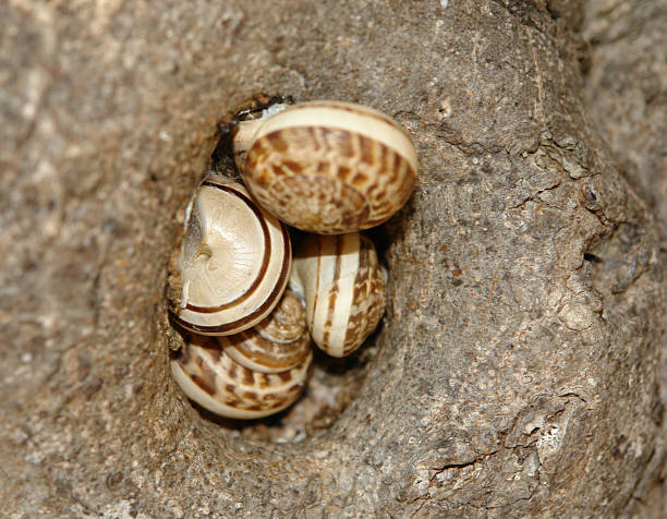 snails en knobhole - gedraengt fotografías e imágenes de stock