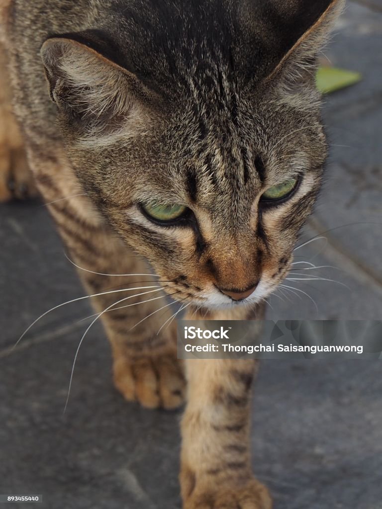 Short-haired cats are looking at something with interest. Animal Stock Photo