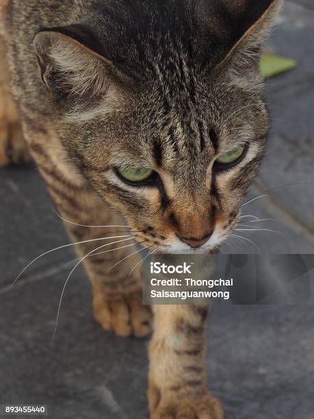 Shorthaired Cats Are Looking At Something With Interest Stock Photo - Download Image Now