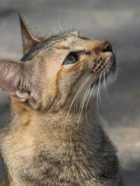 istock Short-haired cats are looking at something with interest. 893455472