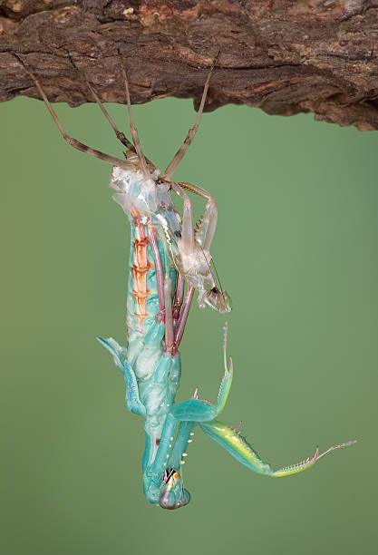 Shedding mantis  molting stock pictures, royalty-free photos & images