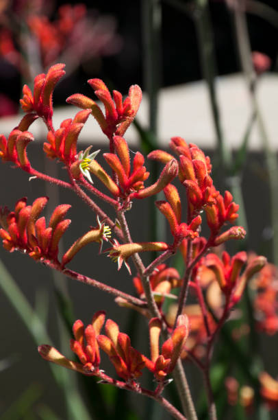 istock Kangaroo paw with orange flowers 893456160
