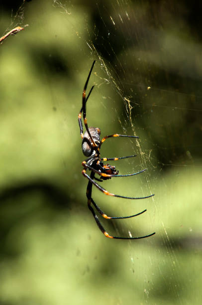istock orb spider with prey and spider web in garden 893456488