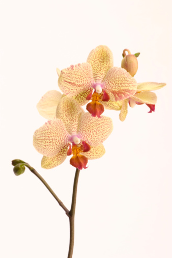 Phalaenopsis orchid with dark red flowers on a black background. Beautiful floral background. Orchid multiflora Esmee