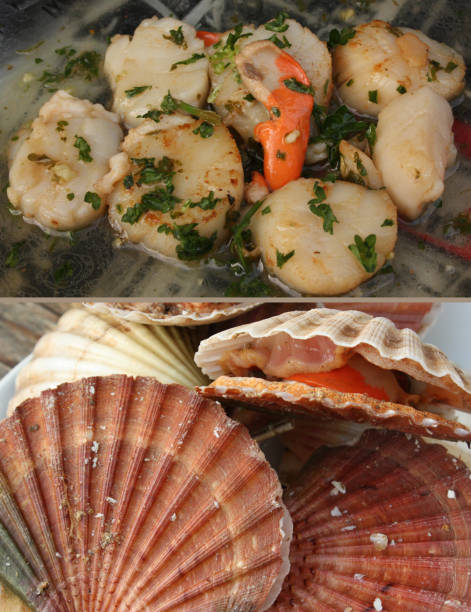 Sain Jacques Shell 80+ Shell St Jacques Stock Photos, Pictures & Royalty-Free Images - iStock