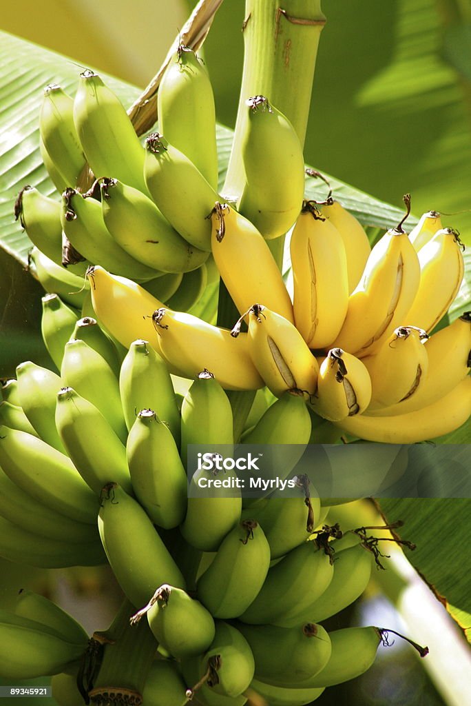 Bananas on Tree  Banana Stock Photo