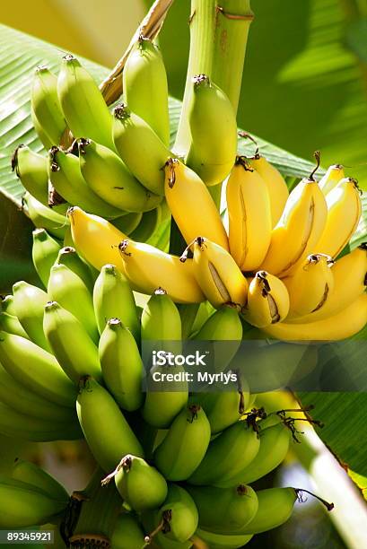 Bananas On Tree Stock Photo - Download Image Now - Banana, Color Image, Food
