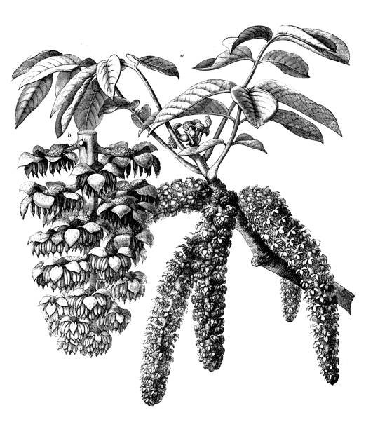 botanik pflanzen antik gravur abbildung: juglans regia (persische walnuss, englische walnuss, gemeinsame nussbaum) - english walnut stock-grafiken, -clipart, -cartoons und -symbole