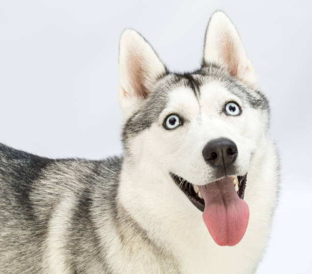 istock Portrait of Siberian Husky 893459866