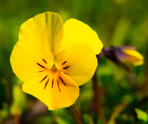 Violets flowers. Orange pansy. background Violets flowers. Orange pansy. background close up petaluma stock pictures, royalty-free photos & images