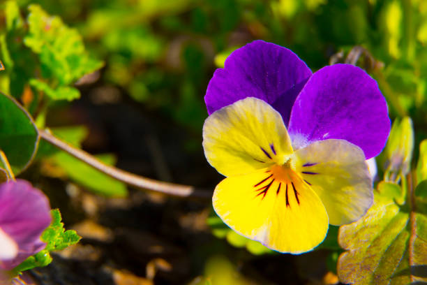 Pansy