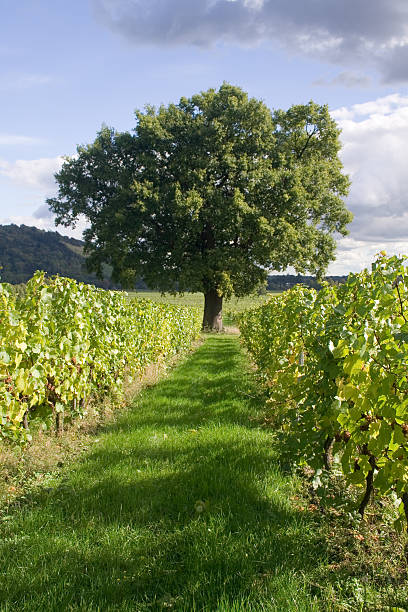 Lone Tree in vineyard