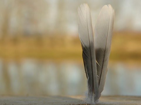 Wild bird feather in the wind for background