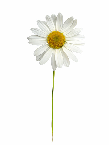 Blanco daisy con vástago photo