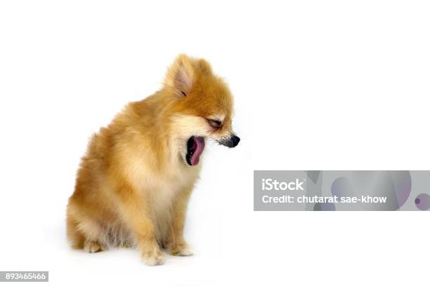 Sleepless Pomeranian Puppy On Isolated White Background Stock Photo - Download Image Now