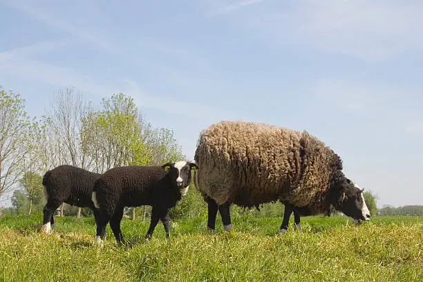 Photo of Black Sheep & Lambs