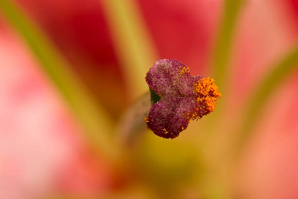 Stargazer Liliy tło – zdjęcie