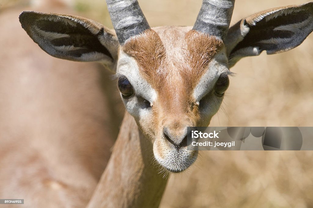 Gerenuk - Zbiór zdjęć royalty-free (Afryka)