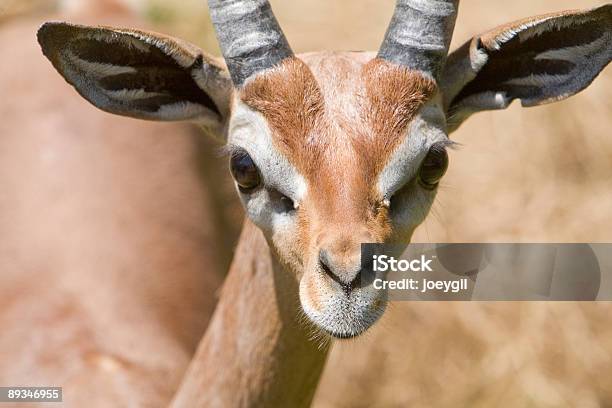 Gerenuk - zdjęcia stockowe i więcej obrazów Afryka - Afryka, Antylopa, Bez ludzi