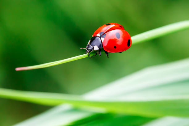 緑の草にてんとう虫 - beetle ストックフォトと画像