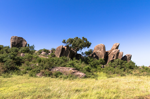 Trees on the cliffs and rocks in Serengeti. Tanzania, Africa