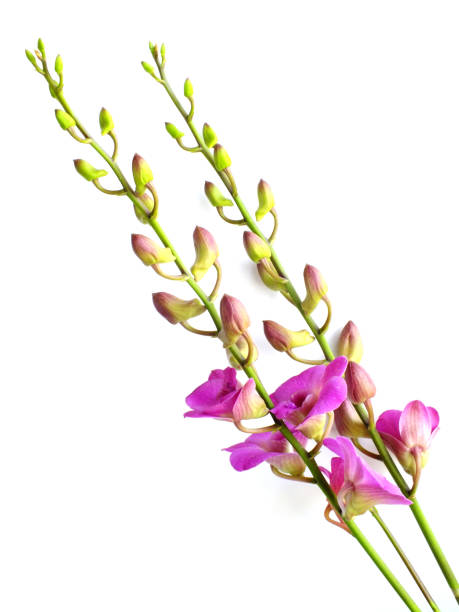 istock beautiful pink orchid flower bud isolated on white background 893473784