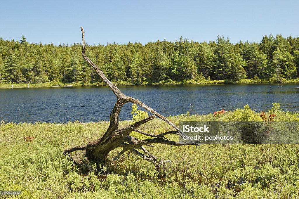 Vieux arbre mort - Photo de Animal mort libre de droits
