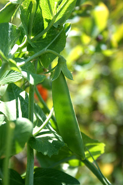 Petit pois immature Vines - Photo