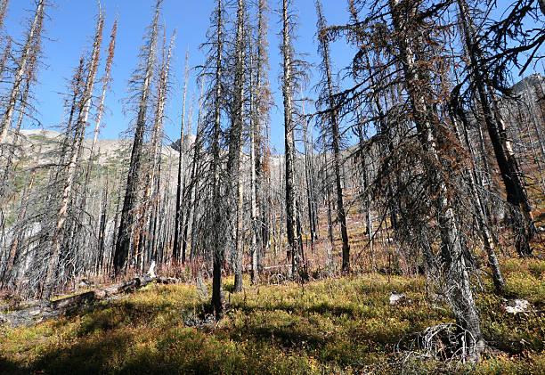 istock Burned Forest, Undergrowth Recovery after Wildfire 89347711