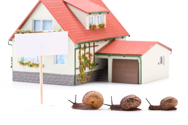 istock Garden snail and miniature house 89347735