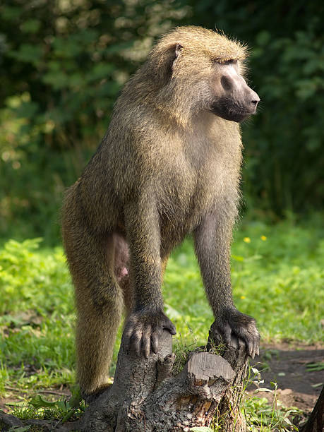 istock The leader of monkeys 89347895
