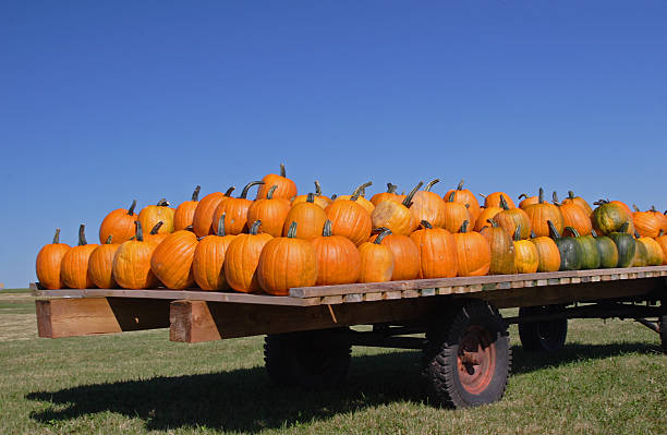 zucca wagon - agrigulture foto e immagini stock