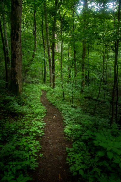 istock Hiking trail in a green forest 893481208