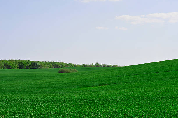 Green Field stock photo