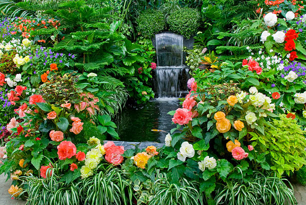 begonias - buchart gardens photos et images de collection