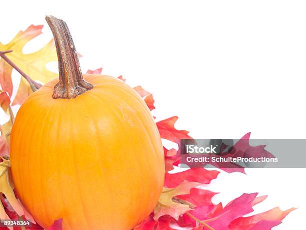 Caída De Calabaza Foto de stock y más banco de imágenes de Amarillo - Color - Amarillo - Color, Arbusto, Blanco - Color