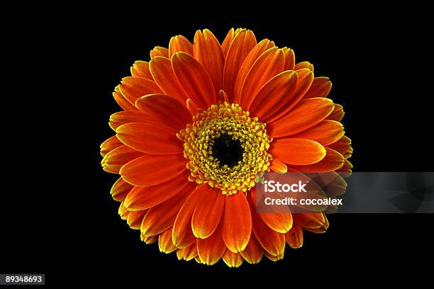 Photo libre de droit de Fleurs Sur Un Fond Noir banque d'images et plus d'images libres de droit de Fermé - Fermé, Fleur - Flore, Gerbera