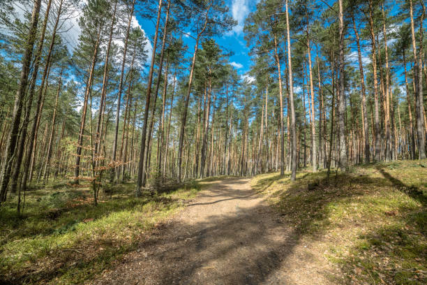 istock Road in pine forest, landscape taken in spring sunny day with blue sky 893489014