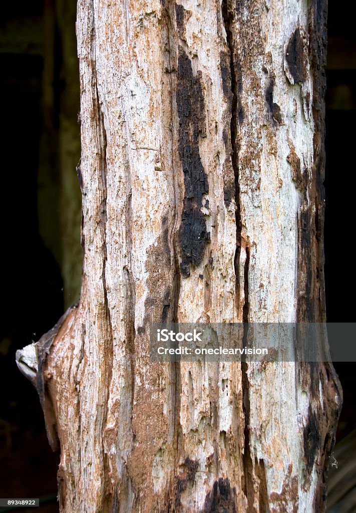 Decayed Timber Decayed Timber 02 Stock Photo - Download Image Now - Backgrounds, Color ...