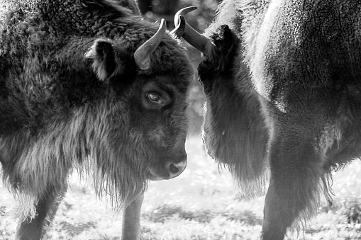 European Bison next to each other in a meadow.